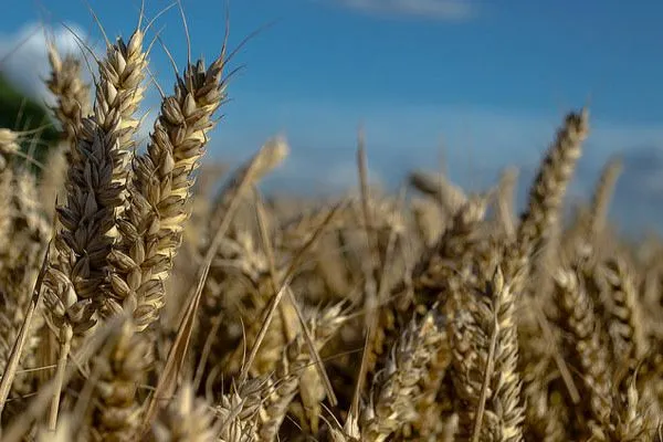W diecie bezglutenowej zabronione jest spożywanie: pszenicy, jęczmienia, żyta i owsa