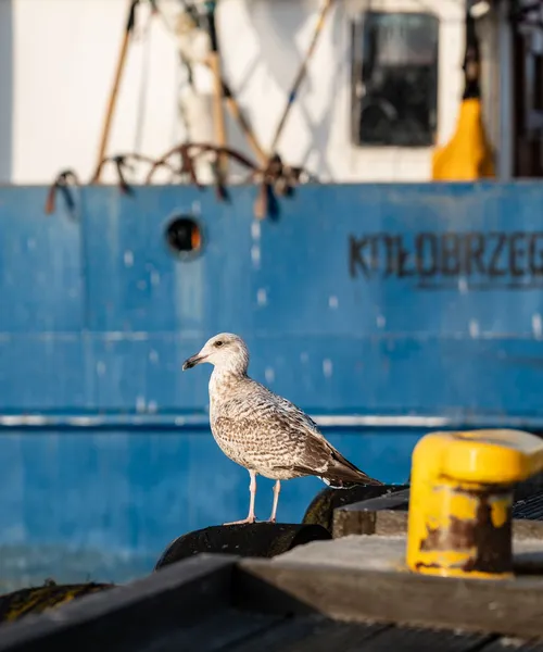 Mewa na nabrzeżu, w tle kuter rybacki w porcie w Kołobrzegu