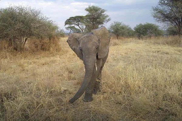 Coś nietypowego: Kenia