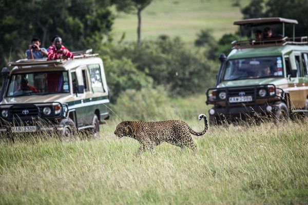 Tylko na safari uda nam się z bliska zobaczyć dzikie zwierzęta