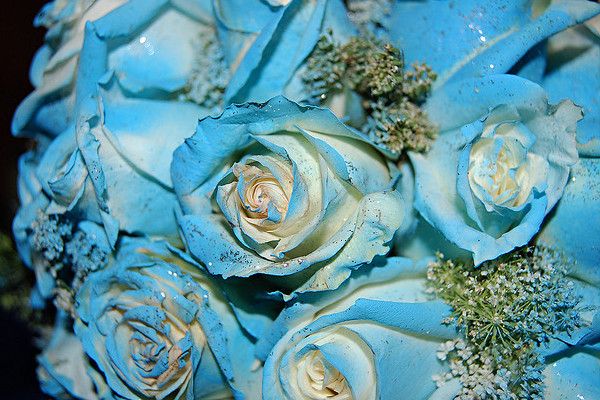 Błękitne róże prezentują się niezwykle dostojnie, niestety kolor jest wciąż jedynie efektem farbowania