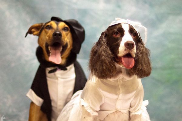 Zwierzęta pojawiają się na ślubnych zdjęciach coraz częściej