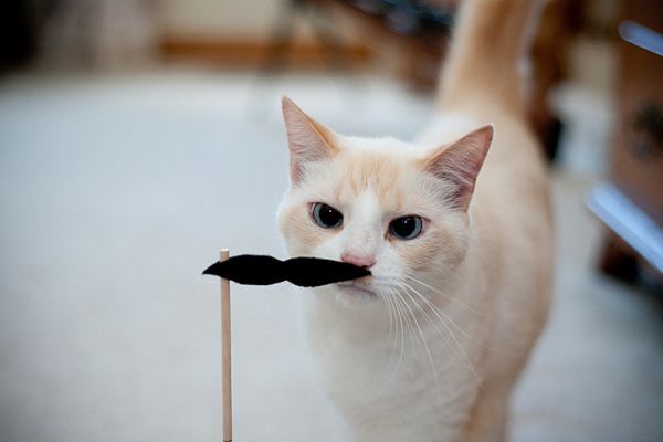 Kot z wąsem
